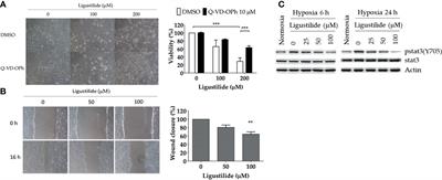 Z-Ligustilide Induces c-Myc-Dependent Apoptosis via Activation of ER-Stress Signaling in Hypoxic Oral Cancer Cells